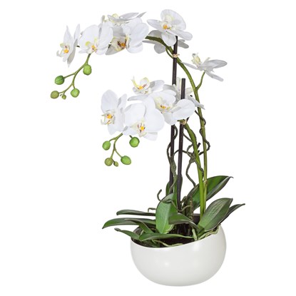 Orchidej Phalenopsis 55cm bílá_0