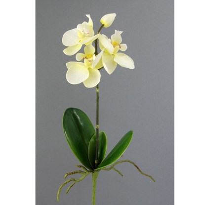 Orchidej 31,5cm krémová_1