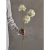 Umělá květina ALLIUM V.63,5cm bílá_0