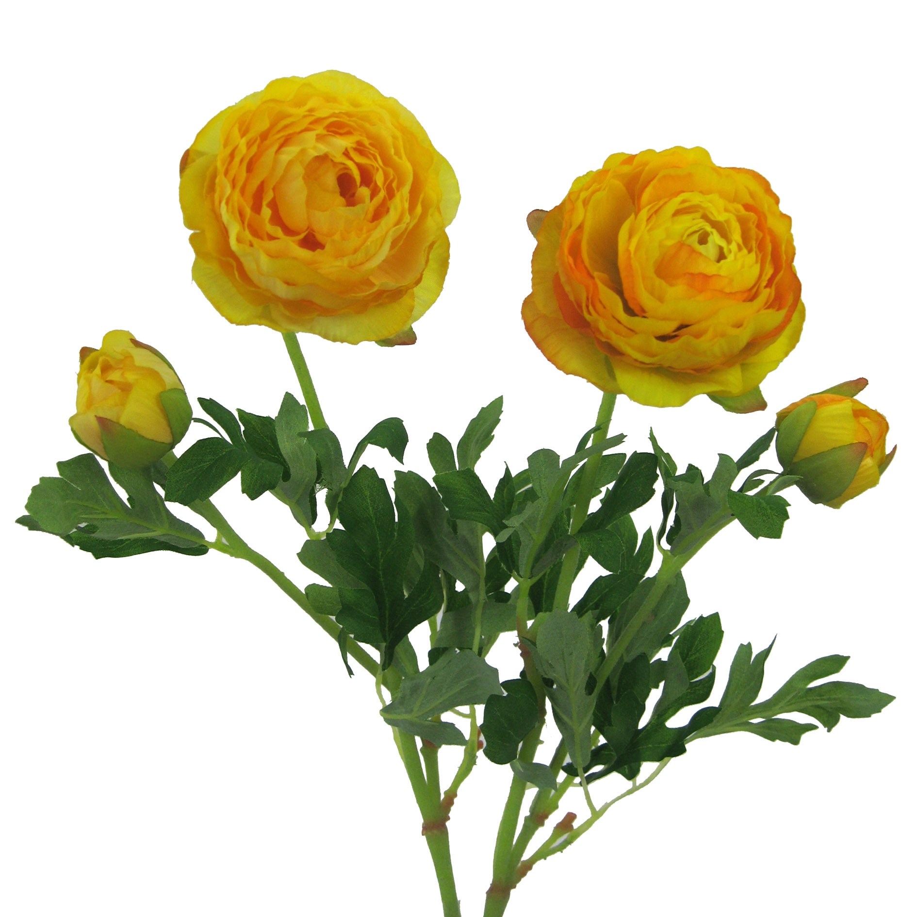 Pryskyřník 40 cm, žlutá mix dva druhy! (cena za 1 kus)_0