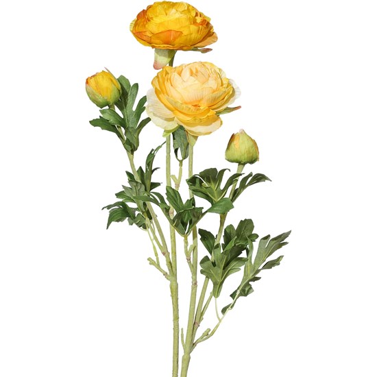 Pryskyřník 40 cm, žlutá mix dva druhy! (cena za 1 kus)_1