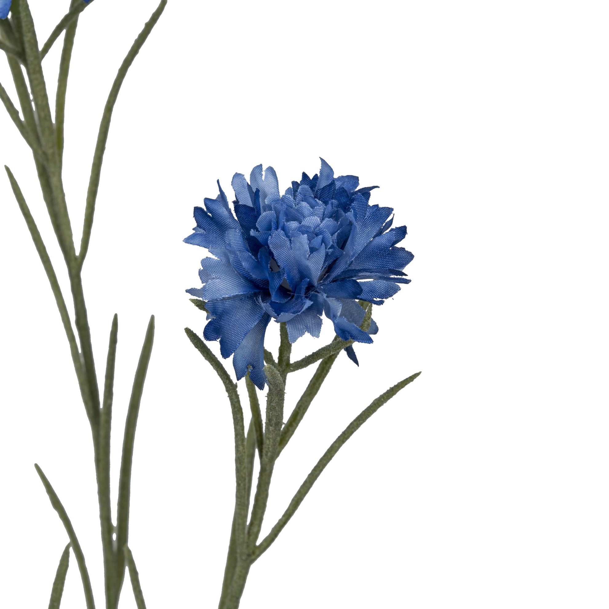 Chrpa 68 cm, modrá_0